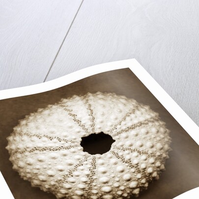 Pink Sea Urchin by Anonymous