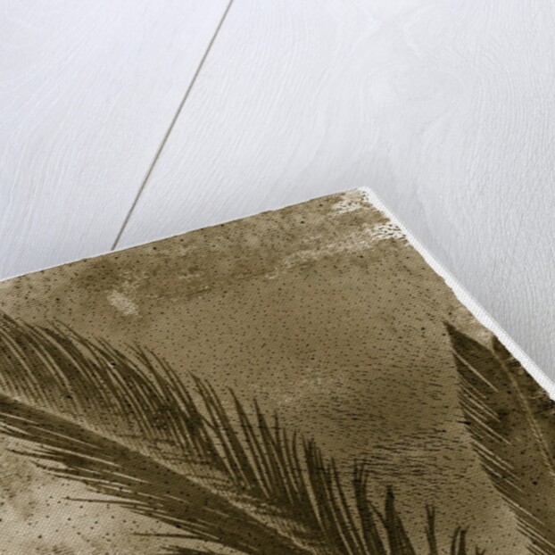 Sago Palm by Anonymous