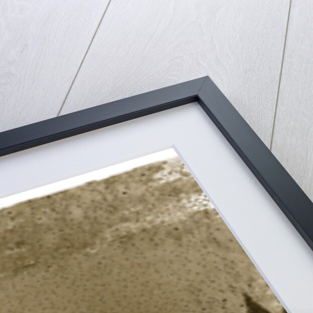 Sago Palm by Anonymous