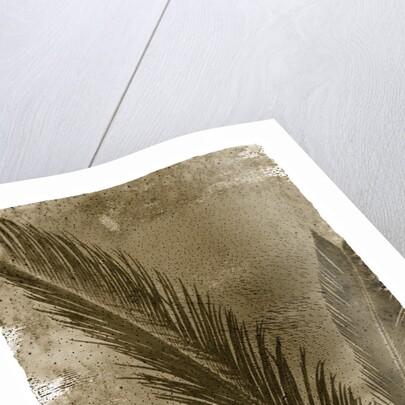 Sago Palm by Anonymous