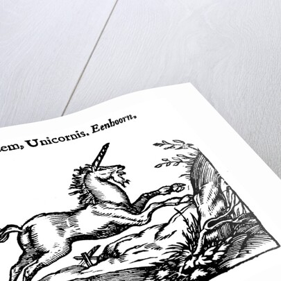 Unicorn by Anonymous