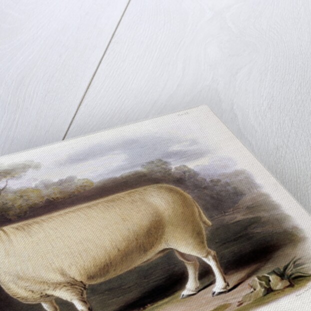 New Leicester ram by Anonymous