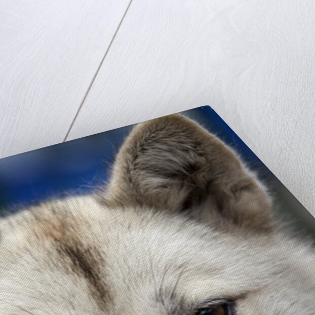 Sled Dog in Greenland by Anonymous