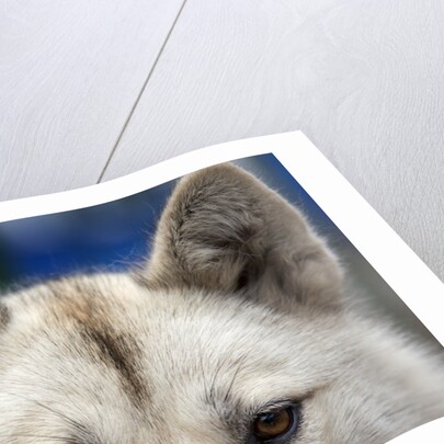 Sled Dog in Greenland by Anonymous