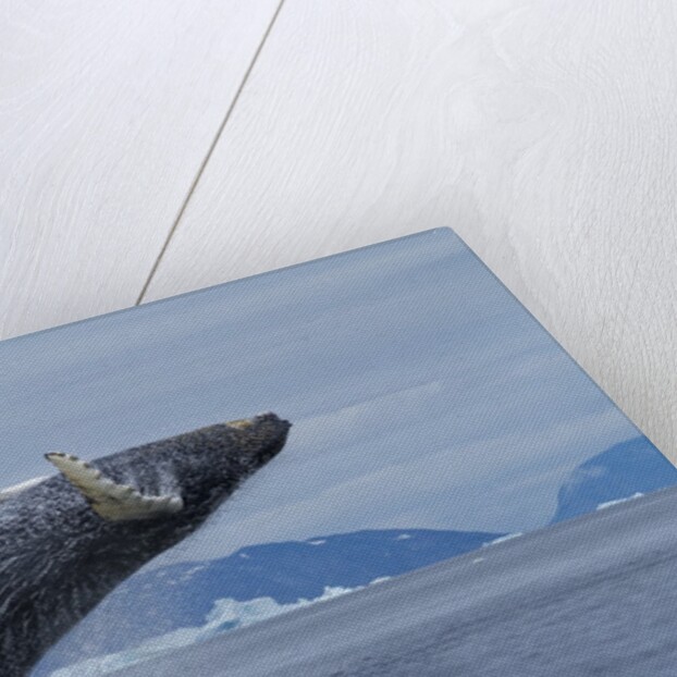 Humpback whale calf breach in Disko Bay in Greenland by Anonymous