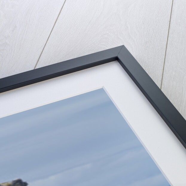 Humpback whale calf breach in Disko Bay in Greenland by Anonymous