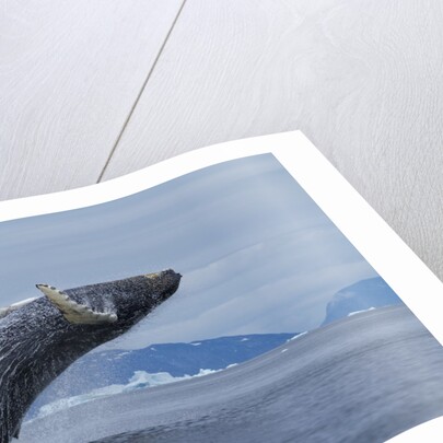 Humpback whale calf breach in Disko Bay in Greenland by Anonymous