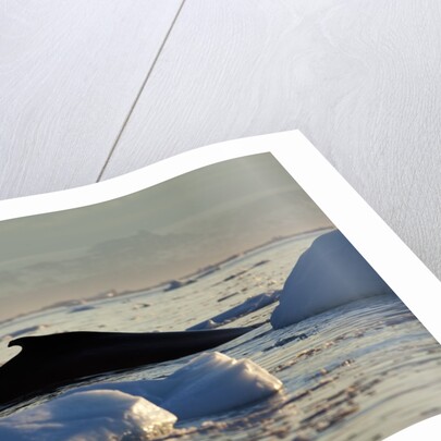 Humpback Whale in Disko Bay in Greenland by Anonymous
