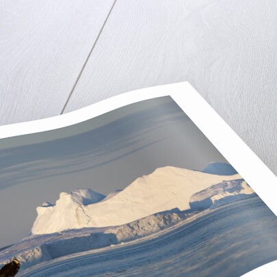 Humpback Whale in Disko Bay in Greenland by Anonymous
