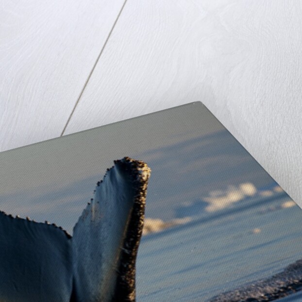 Humpback Whale in Disko Bay in Greenland by Anonymous