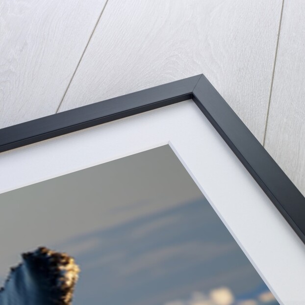 Humpback Whale in Disko Bay in Greenland by Anonymous