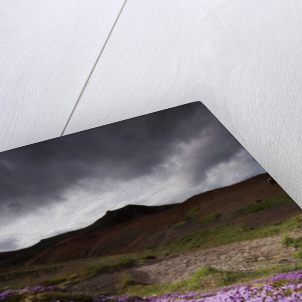 Summer Wildflowers in Iceland by Anonymous