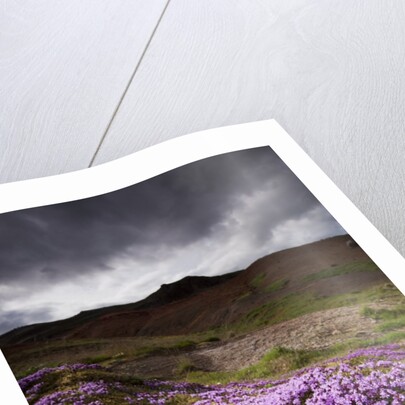 Summer Wildflowers in Iceland by Anonymous