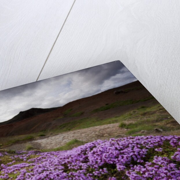 Summer Wildflowers in Iceland by Anonymous