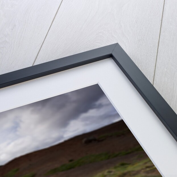 Summer Wildflowers in Iceland by Anonymous