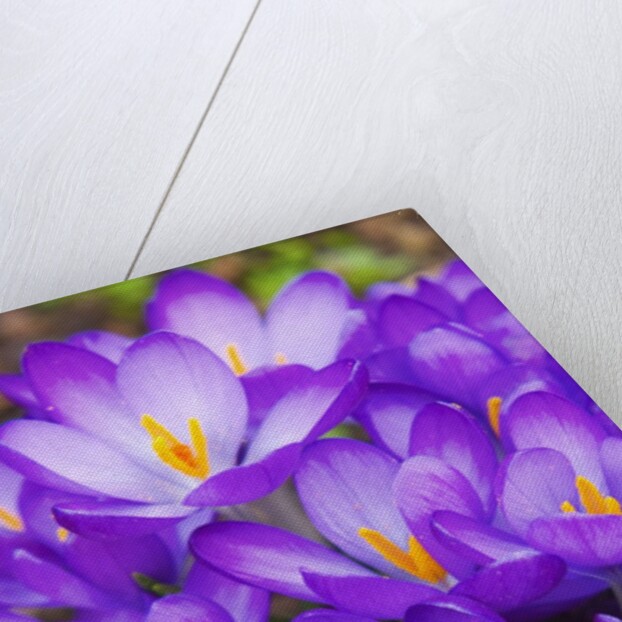 Spring crocuses by Anonymous