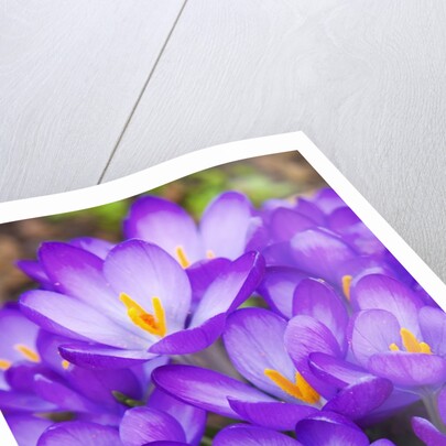 Spring crocuses by Anonymous
