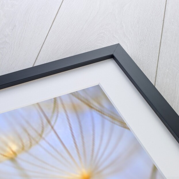 Close-up of a dandelion by Anonymous