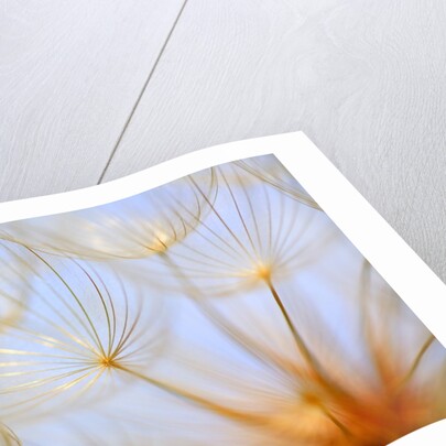 Close-up of a dandelion by Anonymous