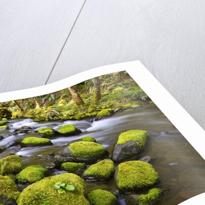 Mossy rocks along a creek by Anonymous