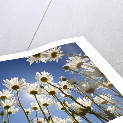 Sun and blue sky through daisies by Anonymous