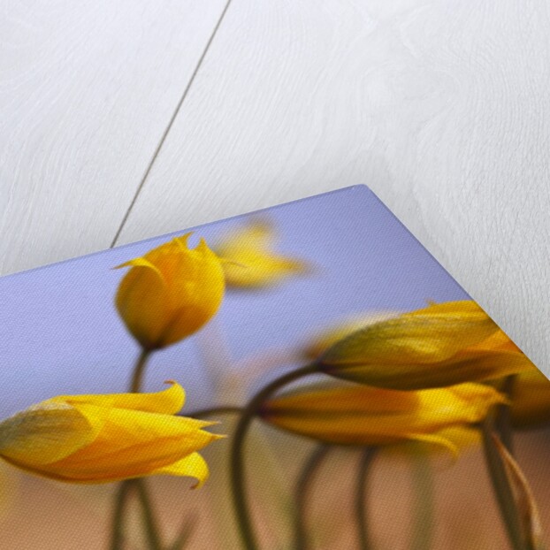 Close-up of daffodils by Anonymous