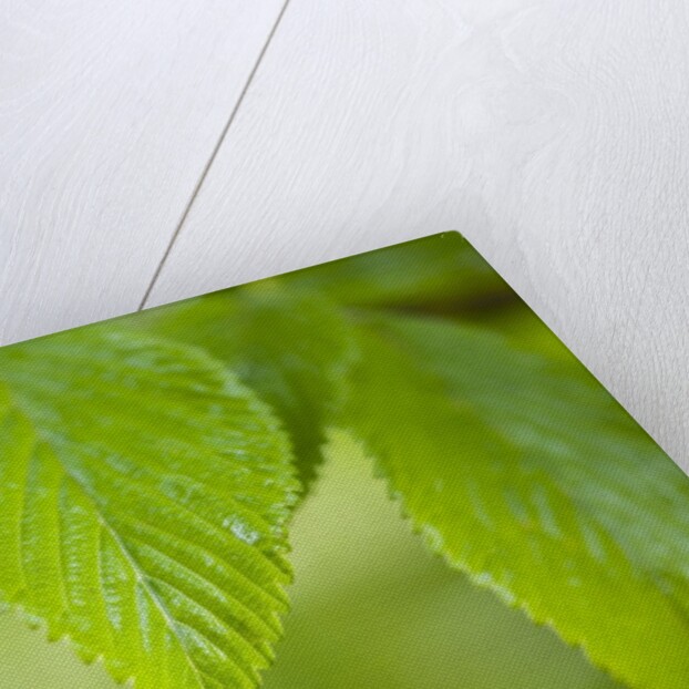 Rain drop on a leaf by Anonymous