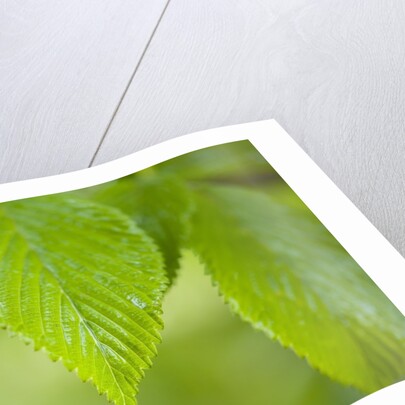 Rain drop on a leaf by Anonymous