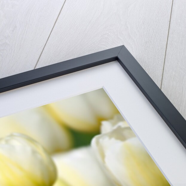Red tulip in a field of white tulips by Anonymous