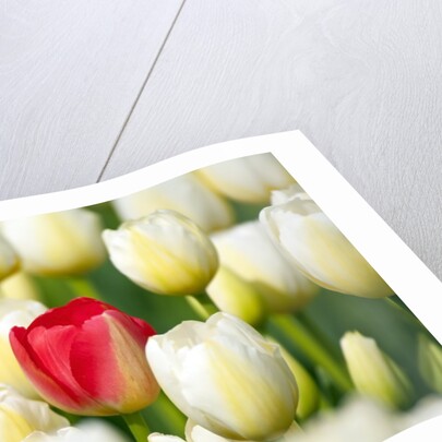 Red tulip in a field of white tulips by Anonymous