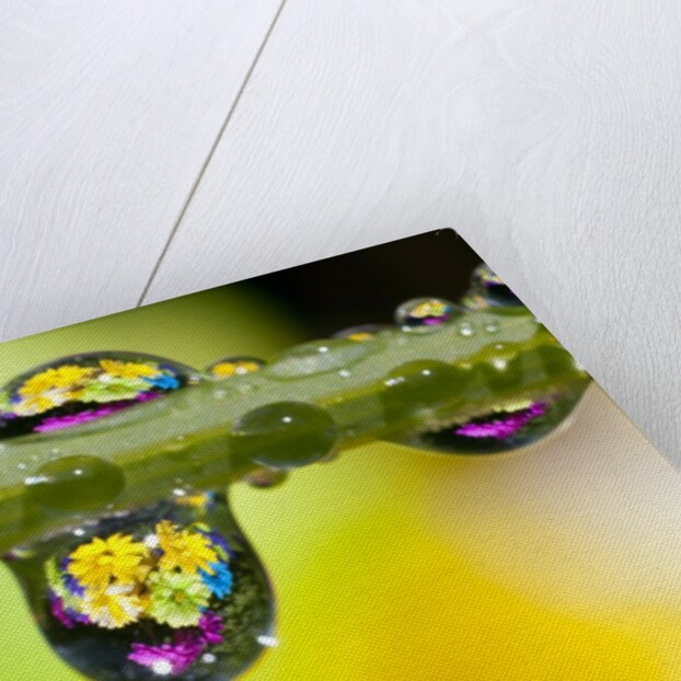 Dew drops reflecting flowers by Anonymous