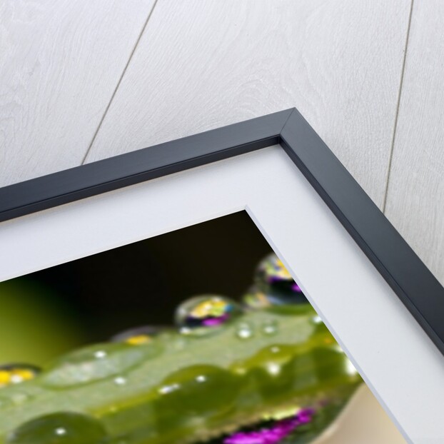 Dew drops reflecting flowers by Anonymous