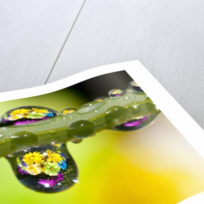 Dew drops reflecting flowers by Anonymous