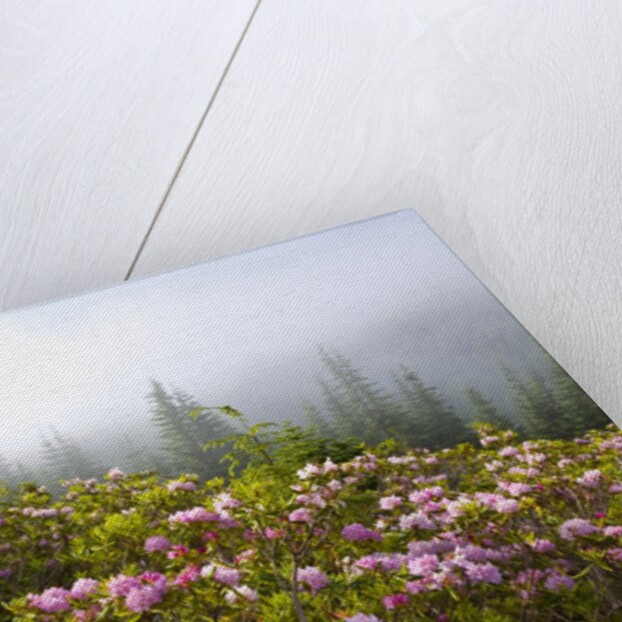 Rhododendron bushes and morning fog along Lolo Pass by Anonymous