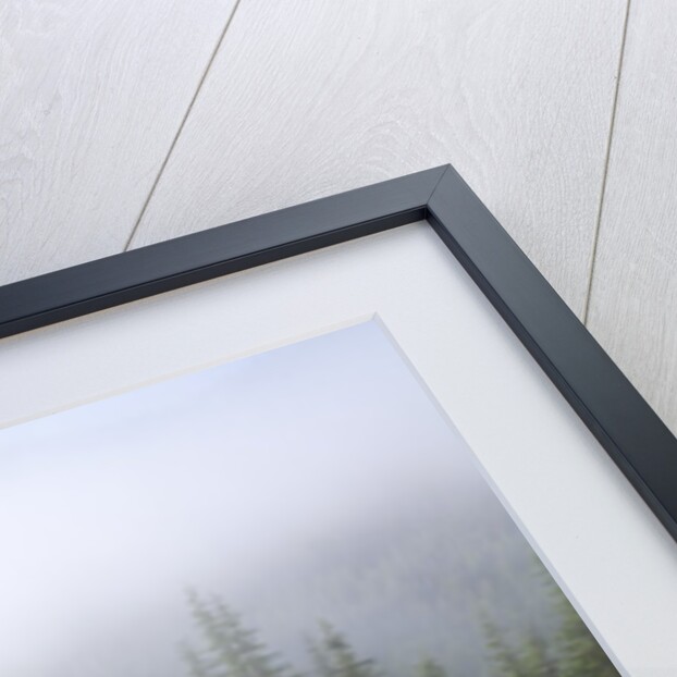 Rhododendron bushes and morning fog along Lolo Pass by Anonymous