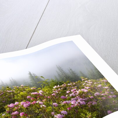 Rhododendron bushes and morning fog along Lolo Pass by Anonymous