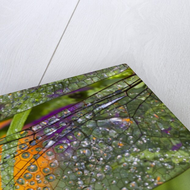 Morning dew on a dragonfly wing by Anonymous