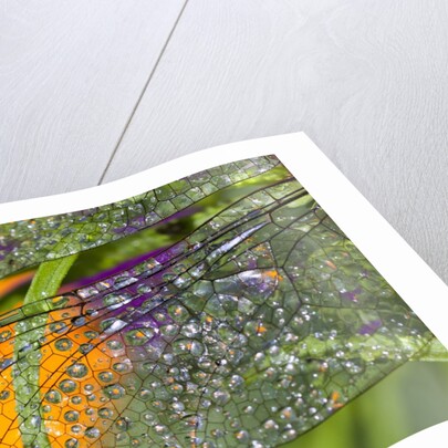 Morning dew on a dragonfly wing by Anonymous
