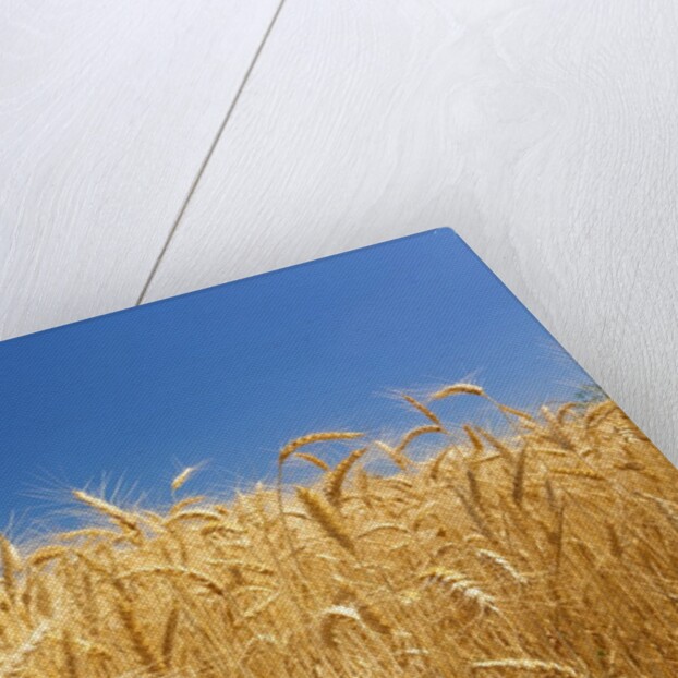 Wheat field by Anonymous