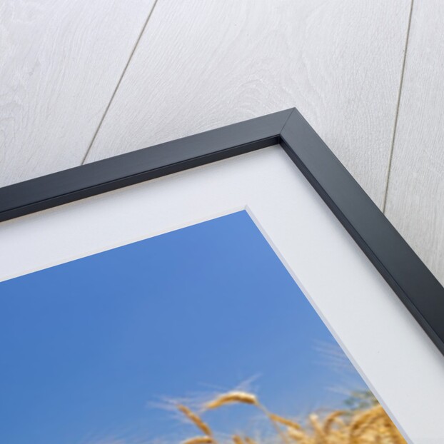 Wheat field by Anonymous