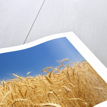 Wheat field by Anonymous