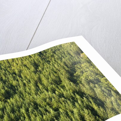 Evergreen forest near Mount Hood by Anonymous