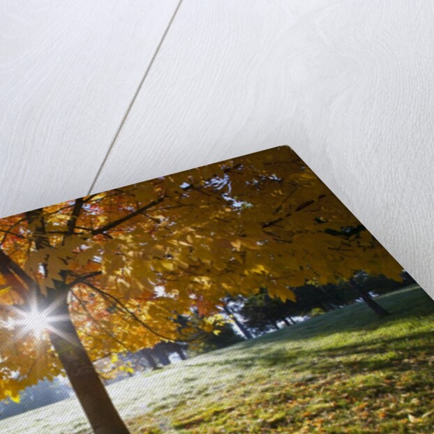 Sunshine through a fall tree by Anonymous