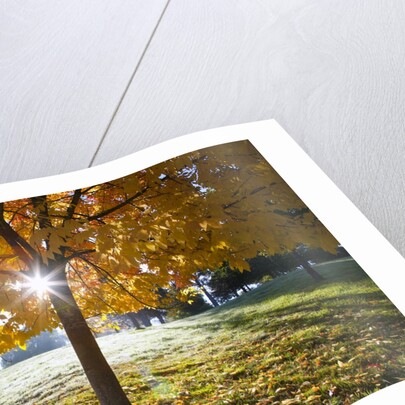 Sunshine through a fall tree by Anonymous