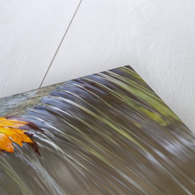 Fall leaf on top of a waterfall by Anonymous