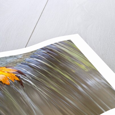 Fall leaf on top of a waterfall by Anonymous