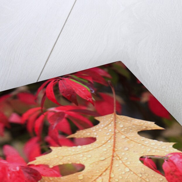 Water droplets on a fall leaf by Anonymous