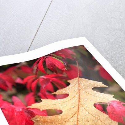 Water droplets on a fall leaf by Anonymous