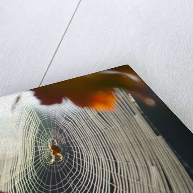 Orb spider on its web by Anonymous