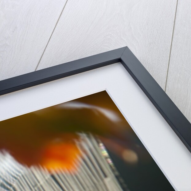 Orb spider on its web by Anonymous